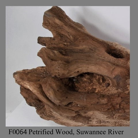 F0064 Petrified Wood, Suwannee River 