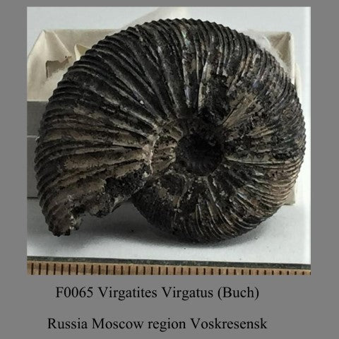 F0065 Virgatites Virgatus (Buch) Russia Moscow region Voskresensk