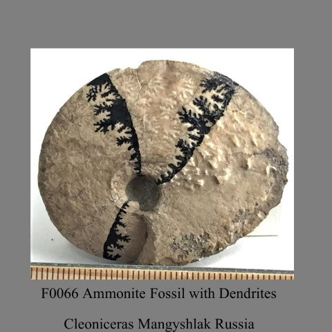 F0066 Ammonite Fossil with Dendrites Cleoniceras Mangyshlak Russia