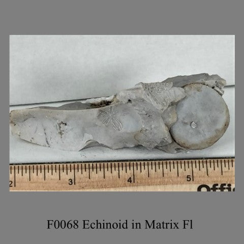 F0068 Echinoid in Matrix Fl