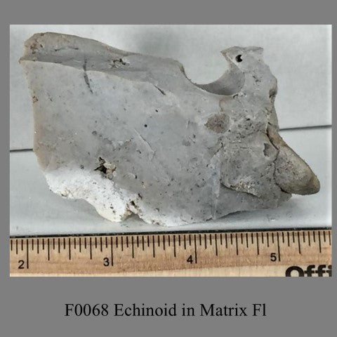 F0068 Echinoid in Matrix Fl