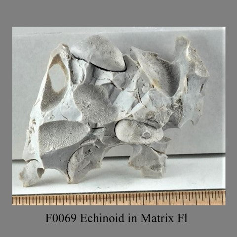 F0069 Echinoid in Matrix Fl