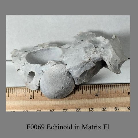 F0069 Echinoid in Matrix Fl