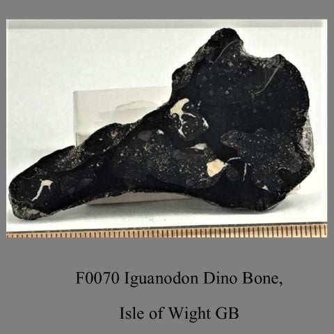 F0070 Iguanodon Dino Bone, Isle of Wight GB