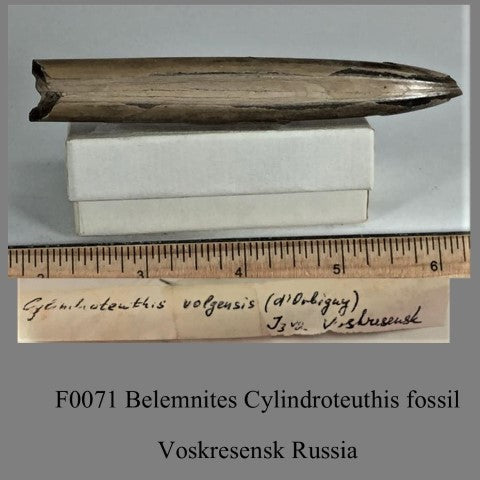 F0071 Belemnites Cylindroteuthis fossil Voskresensk Russia