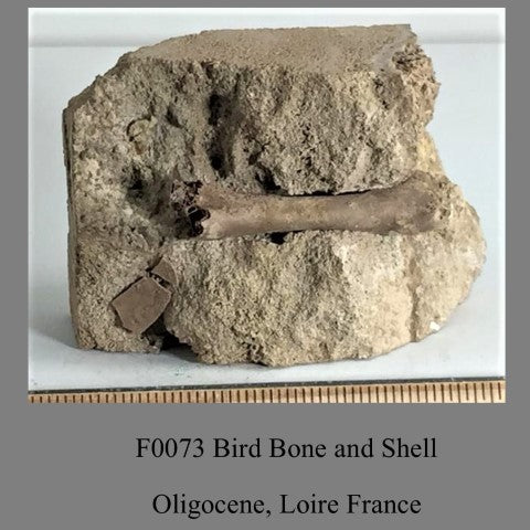 F0073 Bird Bone and Shell ,Oligocene Loire France