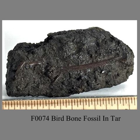 F0074 Bird Bone Fossil In Tar