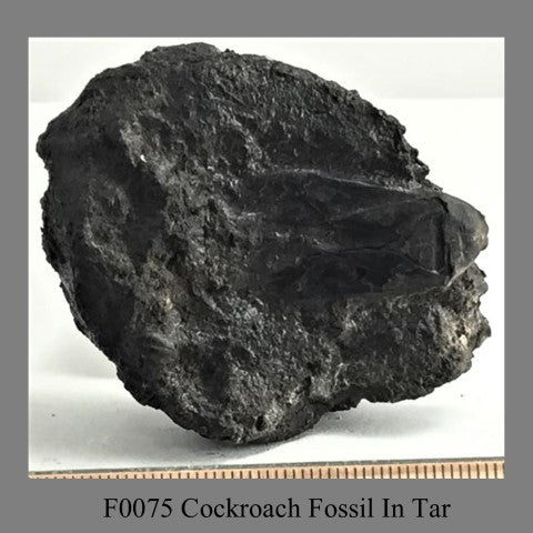 F0075 Cockroach Fossil In Tar