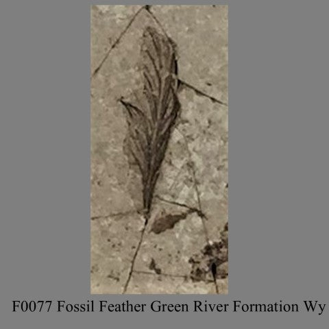 F0077 Fossil Feather Green River Formation Wy