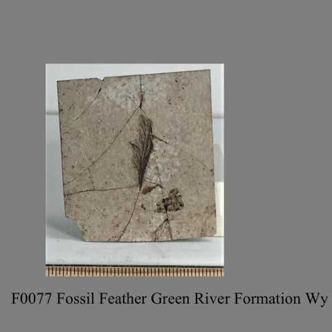 F0077 Fossil Feather Green River Formation Wy