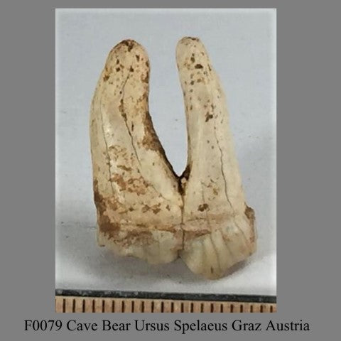 F0079 Cave Bear Ursus Spelaeus Graz Austria