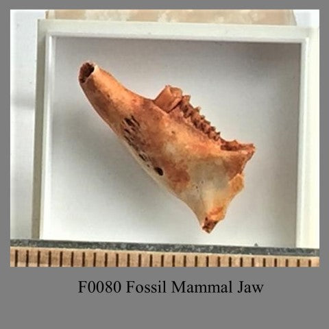 F0080 Fossil Mammal Jaw