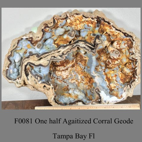 F0081 One half Agaitized Corral Geode Tampa Bay Florida