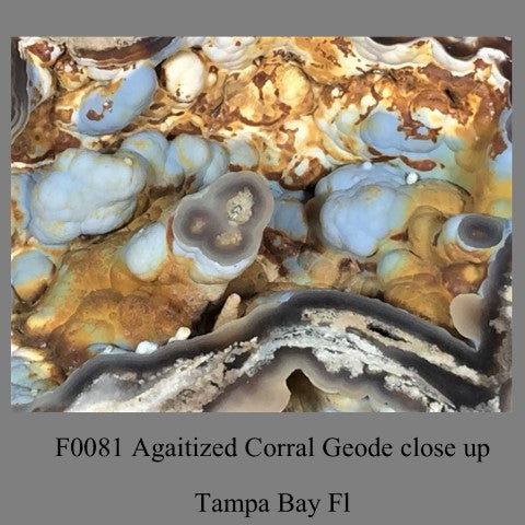 F0081 One half Agaitized Corral Geode Tampa Bay Florida