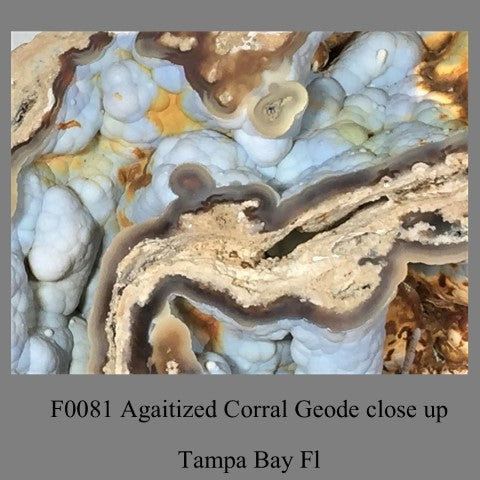 F0081 One half Agaitized Corral Geode Tampa Bay Florida