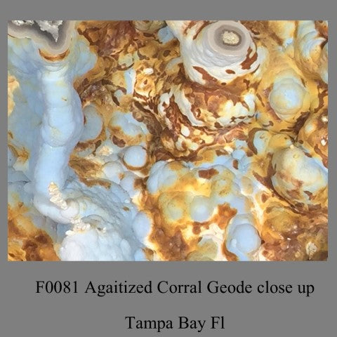 F0081 One half Agaitized Corral Geode Tampa Bay Florida