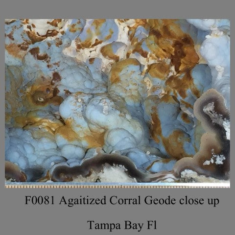 F0081 One half Agaitized Corral Geode Tampa Bay Florida