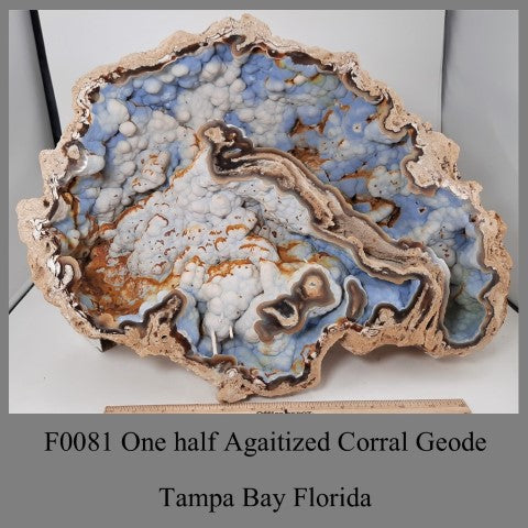 F0081 One half Agaitized Corral Geode Tampa Bay Florida