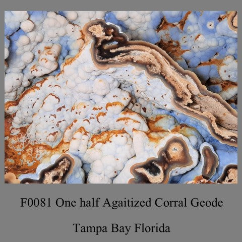 F0081 One half Agaitized Corral Geode Tampa Bay Florida