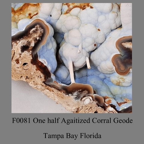 F0081 One half Agaitized Corral Geode Tampa Bay Florida