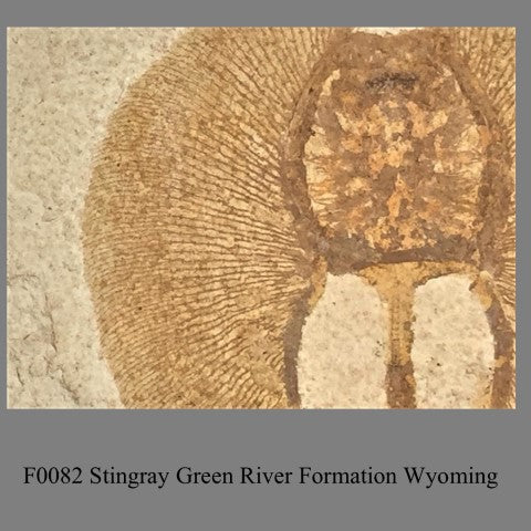 F0082 Stingray Green River Formation Wyoming