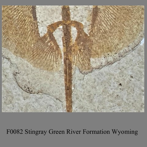 F0082 Stingray Green River Formation Wyoming