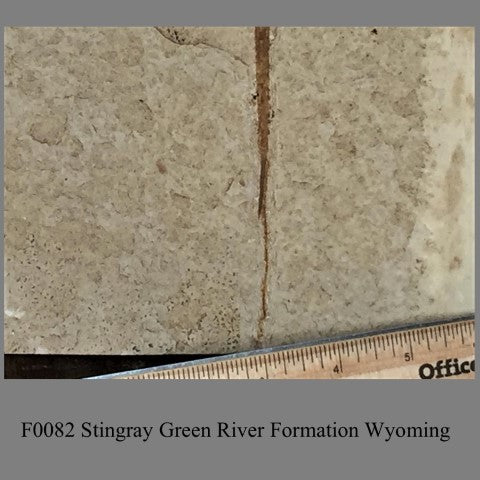 F0082 Stingray Green River Formation Wyoming