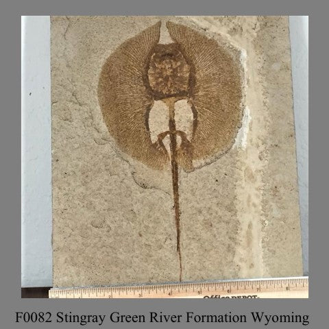 F0082 Stingray Green River Formation Wyoming