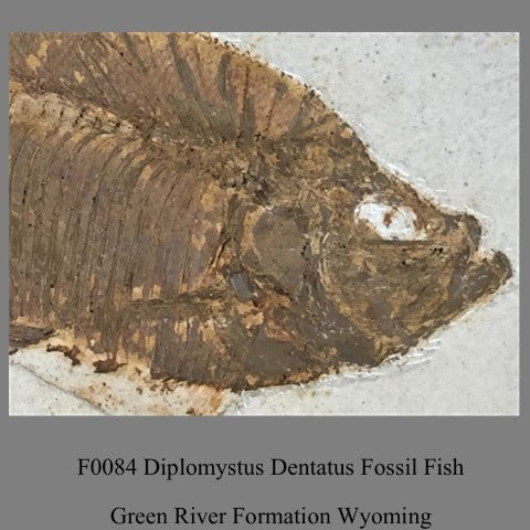 F0084 Diplomystus Dentatus Fossil Fish Green River Formation Wyoming