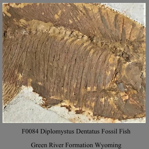 F0084 Diplomystus Dentatus Fossil Fish Green River Formation Wyoming