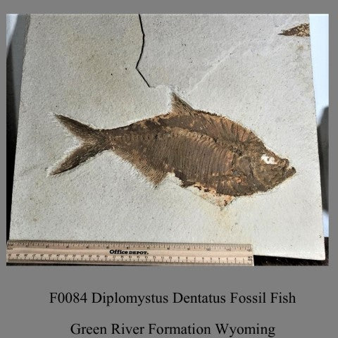 F0084 Diplomystus Dentatus Fossil Fish Green River Formation Wyoming