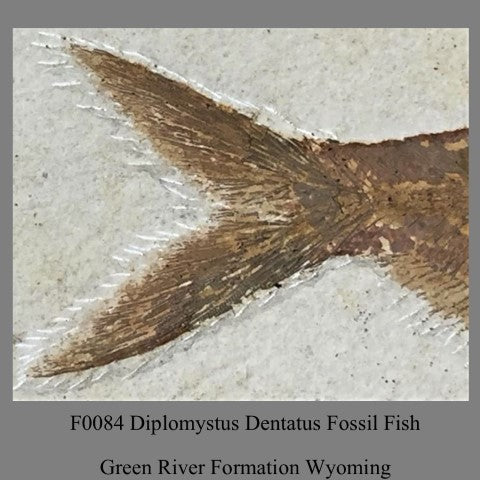 F0084 Diplomystus Dentatus Fossil Fish Green River Formation Wyoming