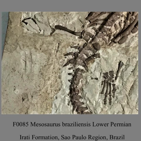 F0085 Mesosaurus braziliensis Lower Permian Irati Formation, Sao Paulo Region, Brazil