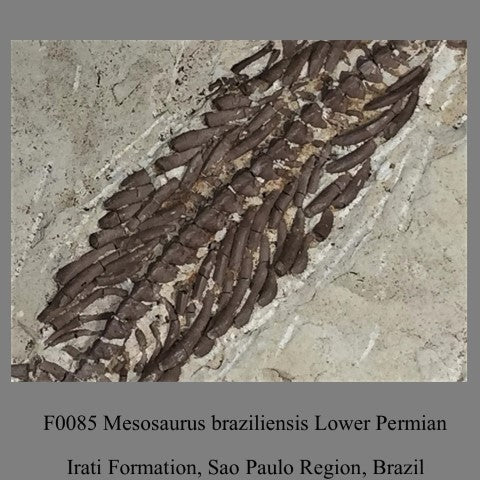 F0085 Mesosaurus braziliensis Lower Permian Irati Formation, Sao Paulo Region, Brazil