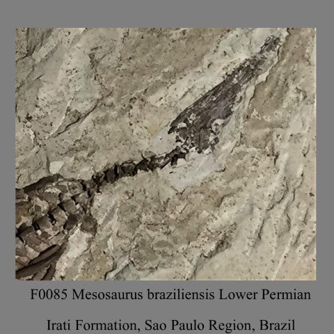 F0085 Mesosaurus braziliensis Lower Permian Irati Formation, Sao Paulo Region, Brazil