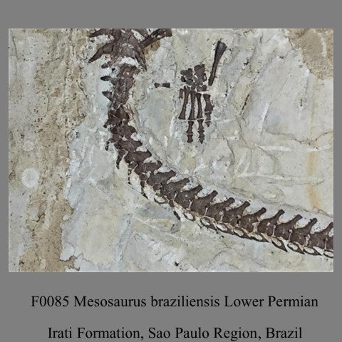 F0085 Mesosaurus braziliensis Lower Permian Irati Formation, Sao Paulo Region, Brazil