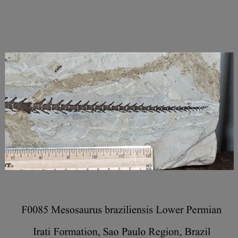 F0085 Mesosaurus braziliensis Lower Permian Irati Formation, Sao Paulo Region, Brazil