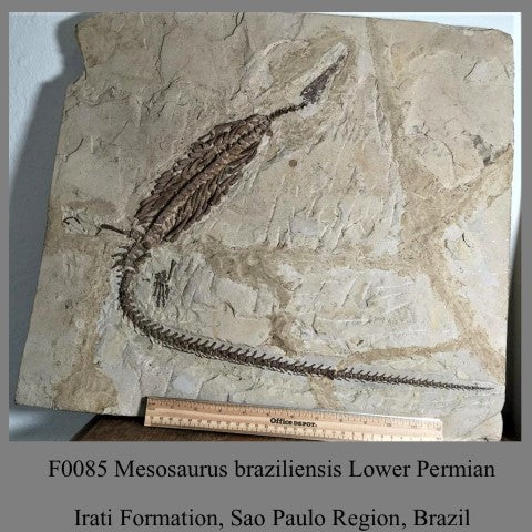 F0085 Mesosaurus braziliensis Lower Permian Irati Formation, Sao Paulo Region, Brazil