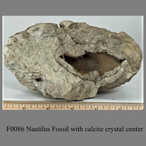 F0086 Nautilus Fossil with calcite crystal center