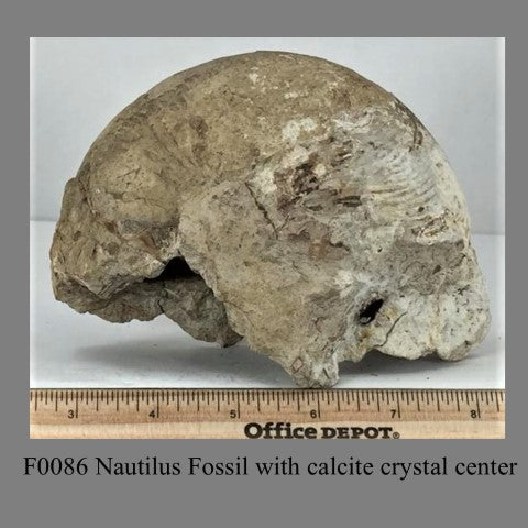 F0086 Nautilus Fossil with calcite crystal center