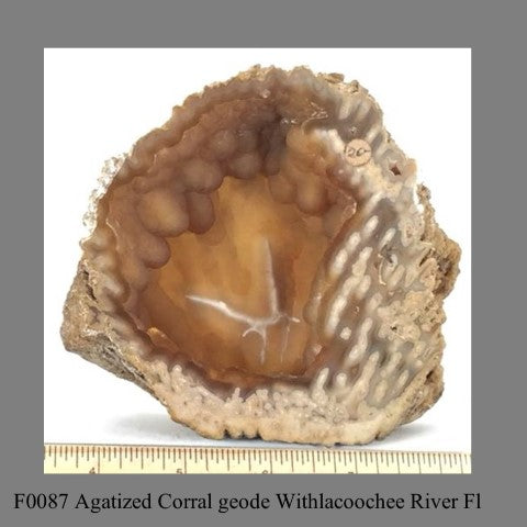 F0087 Agatized Corral geode Withlacoochee River Fl