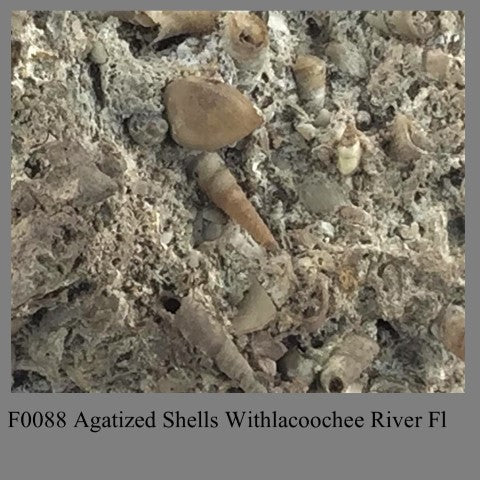 F0088 Agatized Shells Withlacoochee River Fl