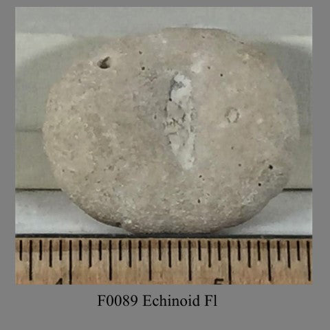 F0089 Echinoid Fl