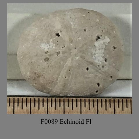 F0089 Echinoid Fl