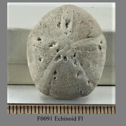 F0091 Echinoid Fl