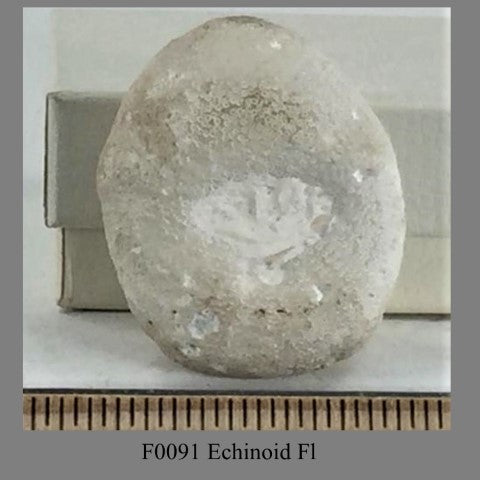 F0091 Echinoid Fl