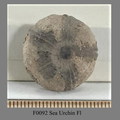 F0092 Sea Urchin Fl