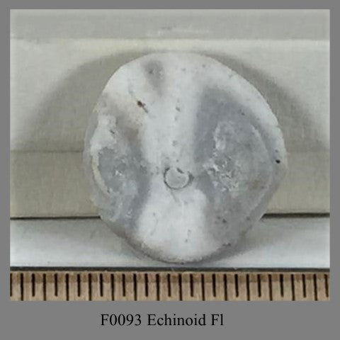 F0093 Echinoid Fl