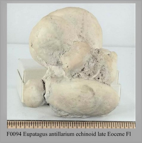 F0094 Eupatagus antillarium echinoid late Eocene Fl