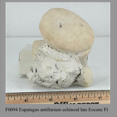 F0094 Eupatagus antillarium echinoid late Eocene Fl
